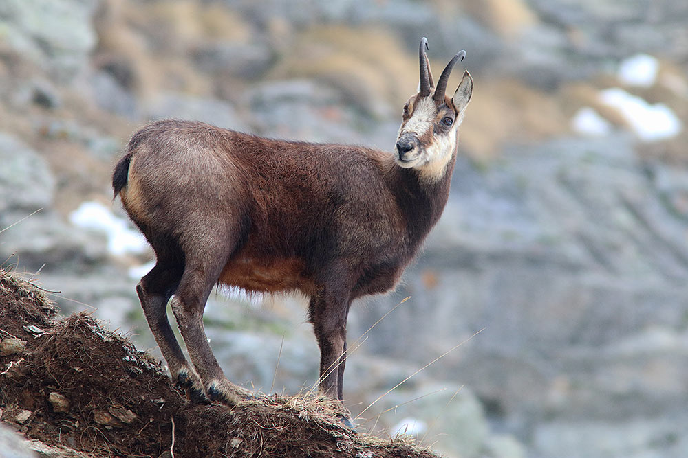 Camosci gran paradiso